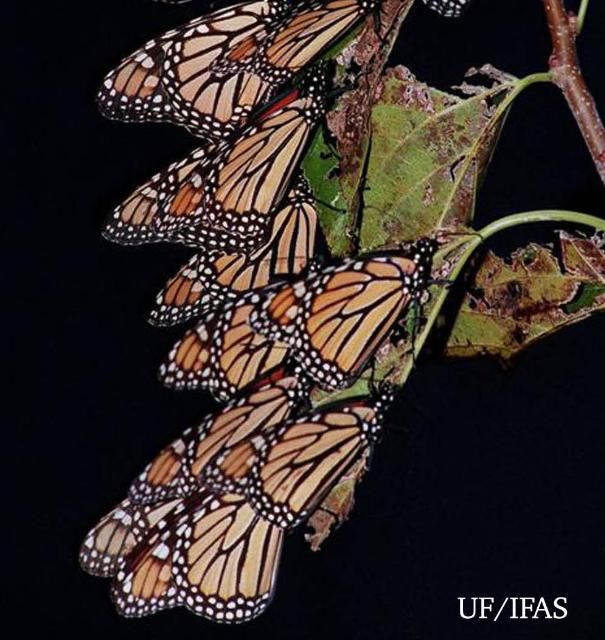 Figure 27. Monarch butterflies.