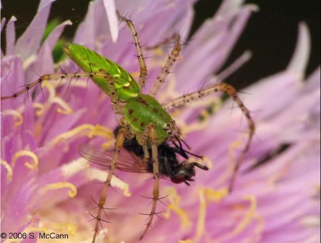 Figure 24. This lynx spider is eating a fly.