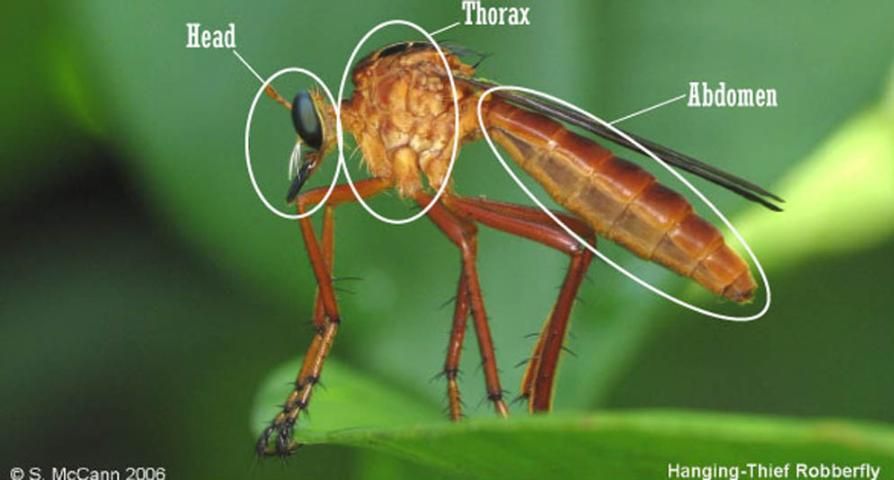 Figure 3. Take another look at the robber fly, and notice its three body parts.