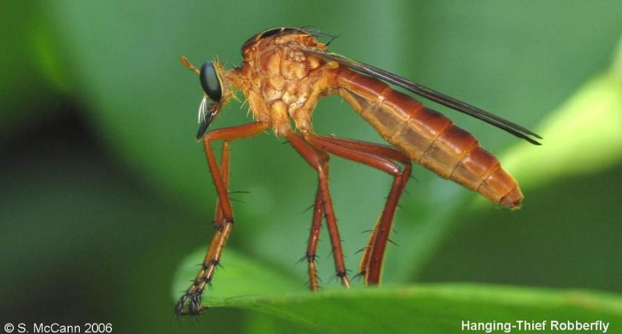 Figure 2. The robber fly is a fly that hunts other insects for food.