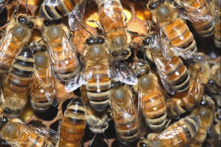 Figure 22. Honeybees on comb.