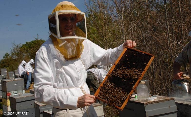 Figure 23. Beekeeper holding a frame of bees.