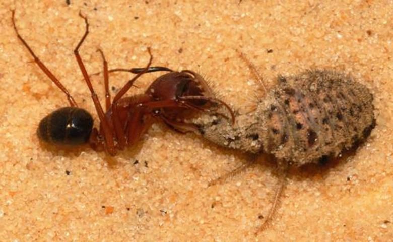 Figure 3. Antlion larva with Carpenter Ant prey. The ant has been paralyzed and is about to be drawn below the sand.