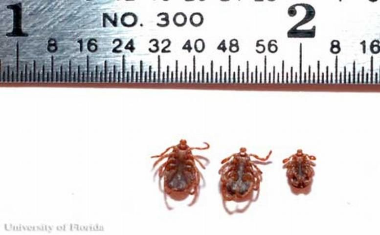 Figure 7. Relative sizes of American dog ticks, Dermacentor variabilis (Say), with male (left), female (center), nymph (right).