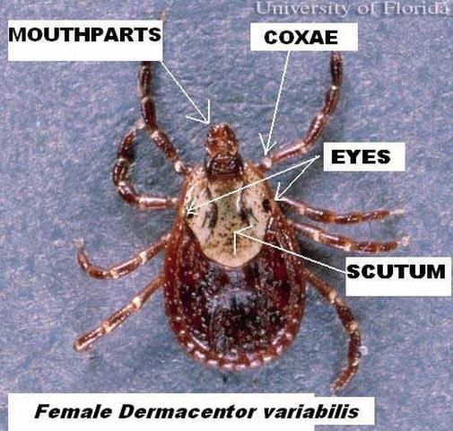 Figure 2. Dorsal view of adult female American dog tick, Dermacentor variabilis (Say), with body parts marked.