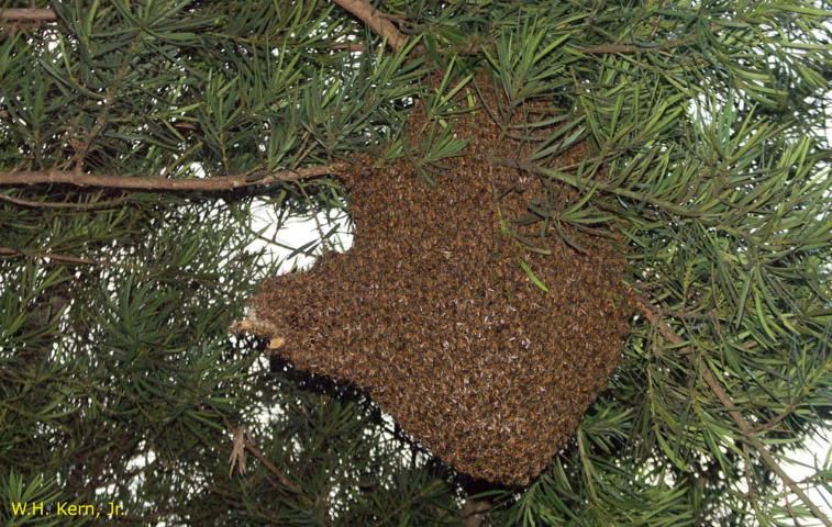 Figure 6. Exposed two-month-old African honey bee colony on tree branches.