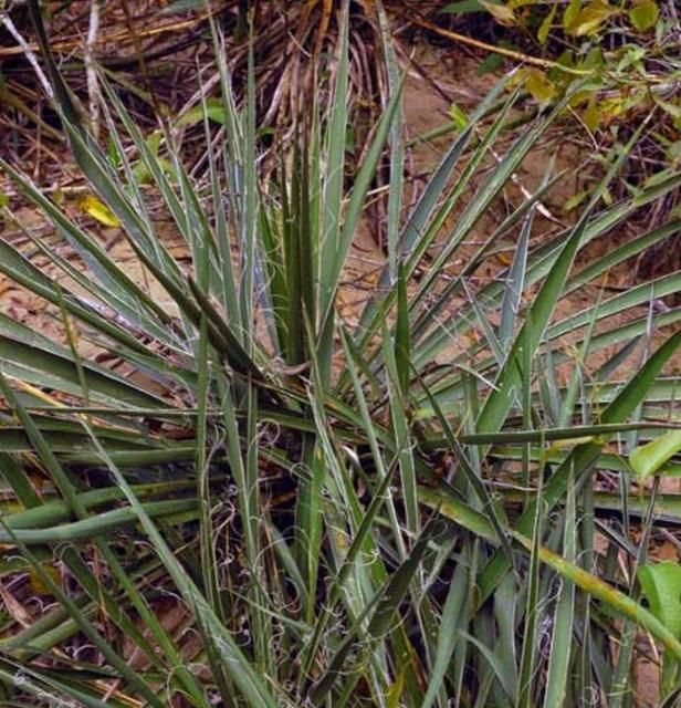 Figure 5. Adam's needle, Yucca filamentosa L.(Agavaceae), a host plant of the yucca giant-skipper, Megathymus yuccae (Boisduval & Leconte).