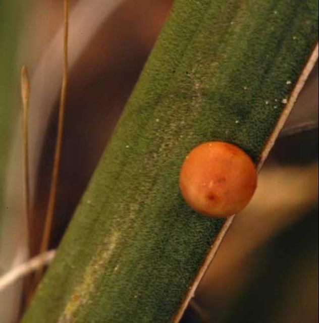 Figure 3. Egg of the yucca giant-skipper, Megathymus yuccae (Boisduval & Leconte), on Adam's needle, Yucca filamentosa L.(Agavaceae).