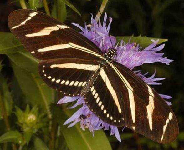 Figure 1. Adult zebra longwing butterfly, Heliconius charithonia (Linnaeus), with dorsal view of the wings.