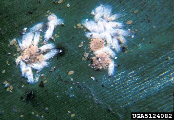 Figure 5. The life cycle of the coconut mealybug, Nipaecoccus nipae (Maskell), is shown on stages appearing on bird-of-paradise. Small first and second instar nymphs are scattered around the image. Larger, reddish-brown, third instar females are seen surrounded by the thin, white cottony wax cocoons of the third instar males.