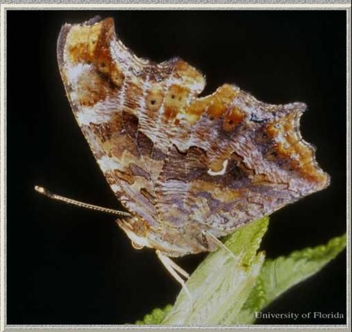 Figure 2. A ventral view of an adult eastern comma, Polygonia comma (Harris). (Perry County, IN)