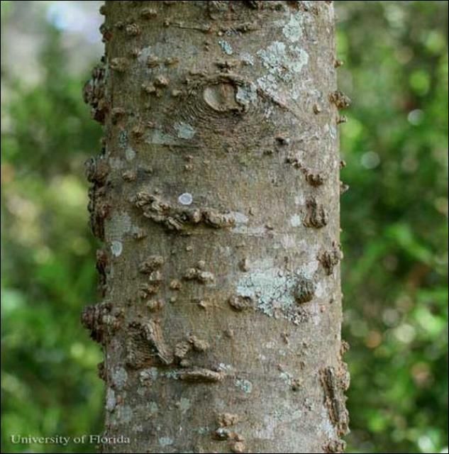 Figure 8. Warty trunk of the sugarberry, Celtis laevigata Willd., a host of the American snout, Libytheana carinenta (Cramer).