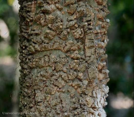 Figure 9. Heavily warty trunk of the sugarberry, Celtis laevigata Willd., a host of the American snout, Libytheana carinenta (Cramer).