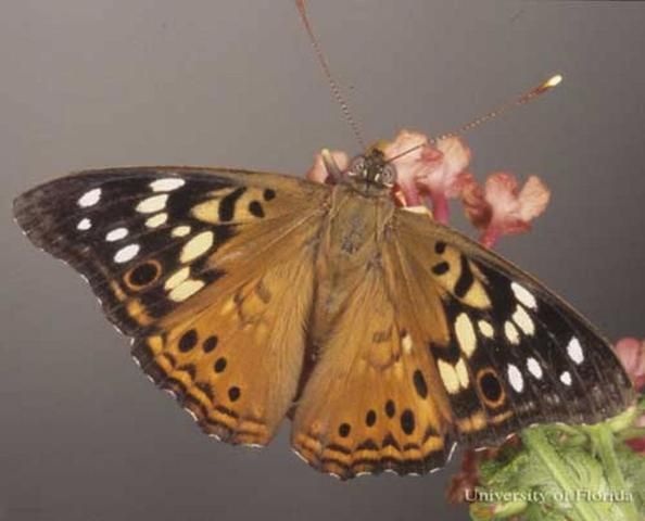 Figure 1. Dorsal wing view of an adult hackberry emperor, Asterocampa celtis (Boisduval & Leconte).