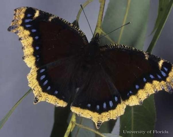 Figure 1. Dorsal view of wings of an adult mourning cloak, Nymphalis antiopa (Linnaeus), reared from larva collected by Don Hall in Beltrami County, Minnesota.