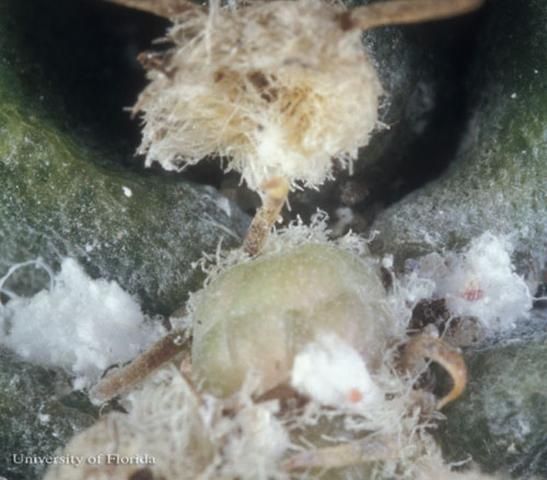 Figure 2. Shown infesting cacti is Hypogeococcus spinosus Ferris, which is not established in Florida. This species is related to Hypogeococcus pungens Granara de Willink.