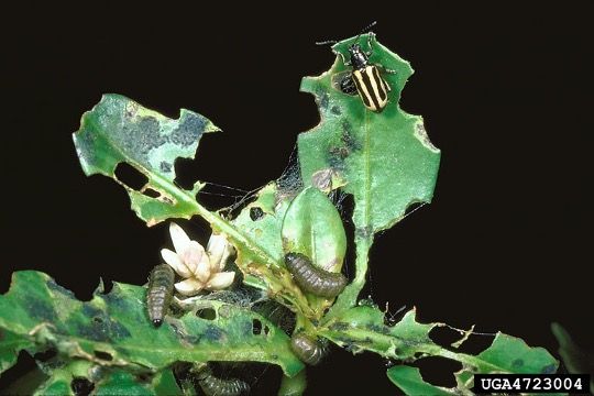 Larvae and adult of the alligatorweed flea beetle, Agasicles hygrophila Selman and Vogt. Larvae shown devouring leaves and stems.