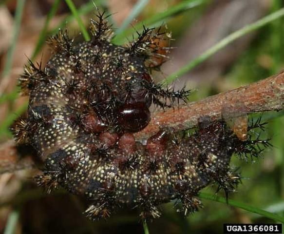 Figure 8. The dark form of the buck moth larva, Hemileuca maia (Drury).