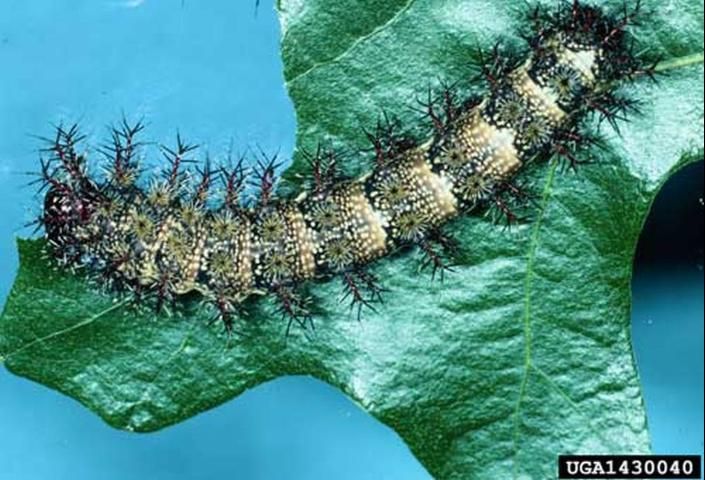 Figure 9. The light form of the buck moth larva, Hemileuca maia (Drury). This larva is almost fully-grown.