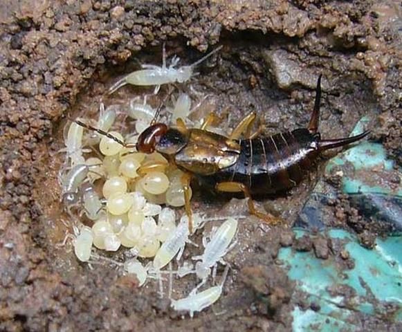 Figure 3. Adult female European earwig, Foricula auricularia Linnaeus, with eggs and young. Photographed in Chester, United Kingdom.