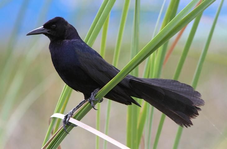 Figure 4. Passerine birds such as this boat-tailed grackle, Quiscalus major, are often considered to be omnivorous, but many are very dependent on insects for feeding their young. Rapidly growing bird chicks need high levels of protein and fat in their diet, and insects provide these nutrients.