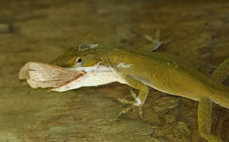 Figure 2. Carolina anole, Anolis caroliniensis, consuming a moth. Small reptiles such as small lizards and snakes often are dependent on insects for food.