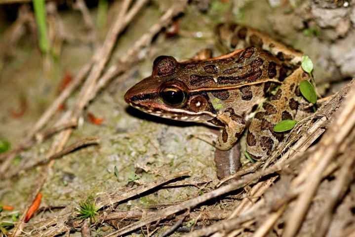 Figure 3. Southern leopard frog, Lithobates sphenocephalus, is typical of amphibians in being unusually dependent on insects as a food source during the adult stage.