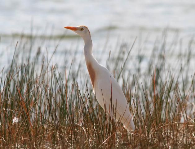 Figure 5. Cattle egrets, Bubulcus ibis, are often seen aggregated in pastures and roadsides, where they feast on insects stirred up by grazing animals or mowers.
