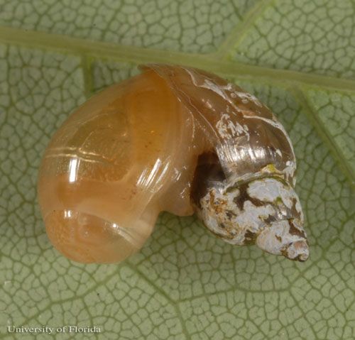 Figure 27. A young rosy wolf snail, Euglandina rosea (Férussac 1821), feeding on another snail.