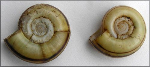 Figure 10. The giant ramshorn snail, Marisa cornuarietis (Linnaeus 1758)
