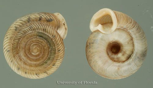 Figure 14. Southern flatcoil, Polygyra cereolus (Mühlfeld 1818), dorsal (left).