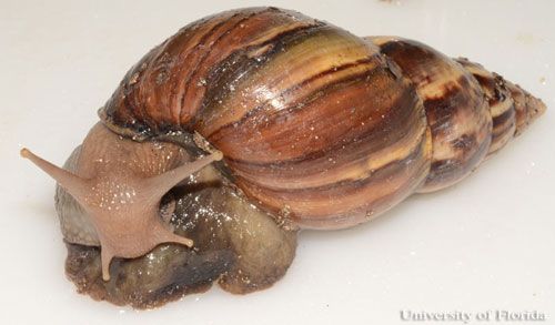Figure 21. Mature giant African land snail, Achatina (or Lissachatina) fulica (Férussac 1821), lateral view.