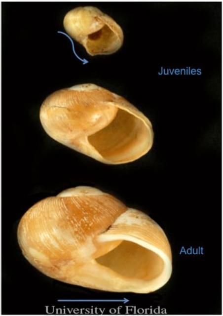 Figure 2. Photographs of young, intermediate, and mature Zachrysia snail shells showing change in shape as the snails mature.