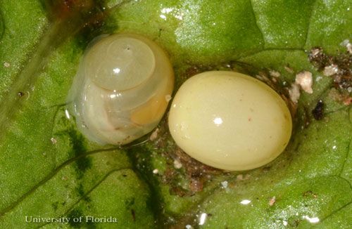 Figure 22. Egg (right) and newly hatched snail (left) of the giant African land snail, Achatina (or Lissachatina) fulica (Férussac 1821).