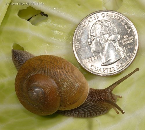 Figure 5. Dorsolateral view of Cuban brown snail, Zachrysia provisoria (L. Pfeiffer 1858), with quarter shown for scale.