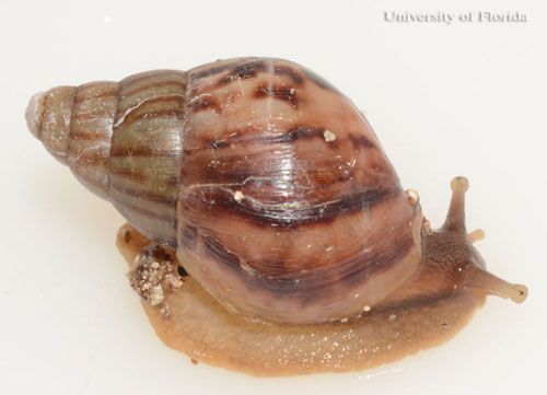 Figure 23. Young giant African land snail, Achatina (or Lissachatina) fulica (Férussac 1821).