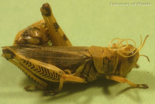Figure 5. Mature juvenile grasshopper nematodes, Mermis nigrescens Dujardin, emerging from a grasshopper
