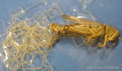 Figure 1. Mature juvenile grasshopper nematodes, Mermis nigrescens Dujardin, that have left the body of a grasshopper