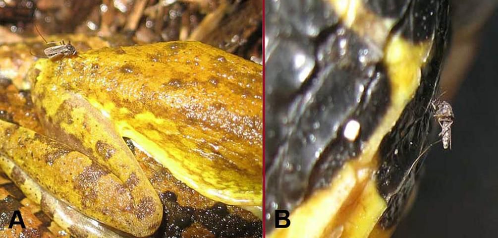 Figure 7. C. iolambdis alimentándose en una rana (A) y en una tortuga (B).