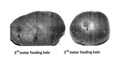 Figure 4. Larval damage and feeding holes on potato.