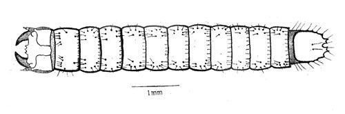 Figure 3. Third instar larva. Head is to the left.