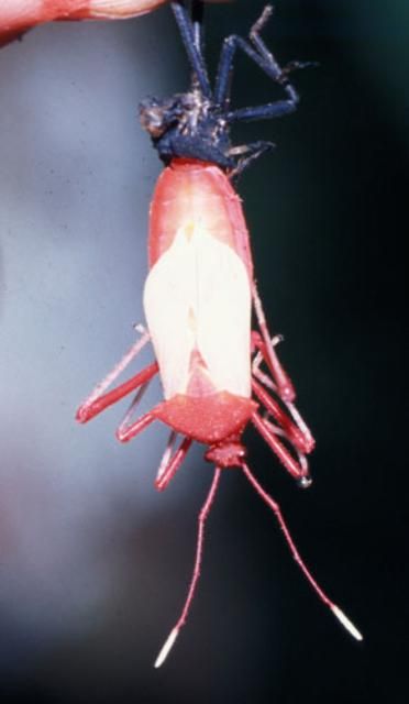 Figure 4. An almost newly emerged adult heliconia bug, Leptoscelis tricolor Westwood.