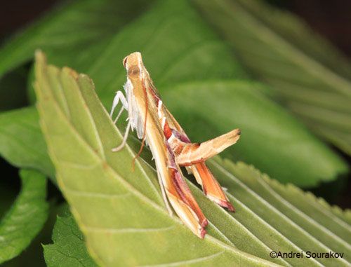 Figure 15. An adult Erythrina leaf-roller, Agathodes designalis Guenée. Photographed in Gainesville, Florida.