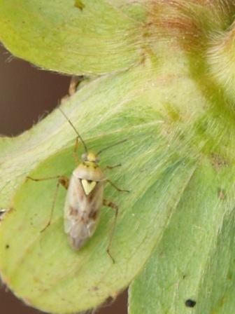 Figure 5. Lygus hesperus, the western tarnished plant bug. Trap cropping with alfalfa has been used to manage Lygus in cotton and strawberry.