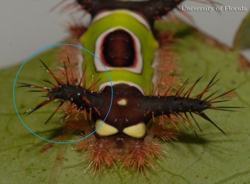 Figure 5. Close up of urticating spines of the saddleback caterpillar, Acharia stimulea (Clemens) larva, on blueberry.