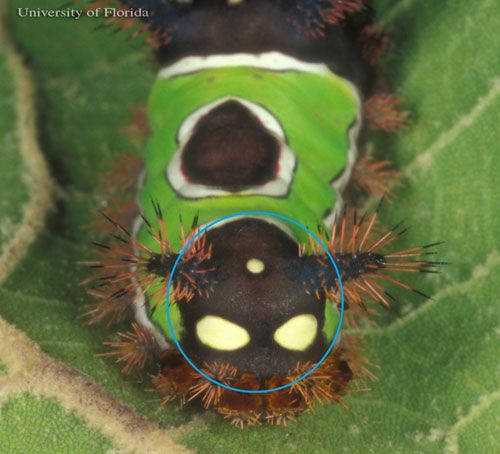Figure 6. Close up the startle display marking of the saddleback caterpillar, Acharia stimulea (Clemens).