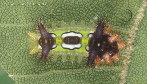 Figure 8. Middle instar larvae of the saddleback caterpillar, Acharia stimulea (Clemens).
