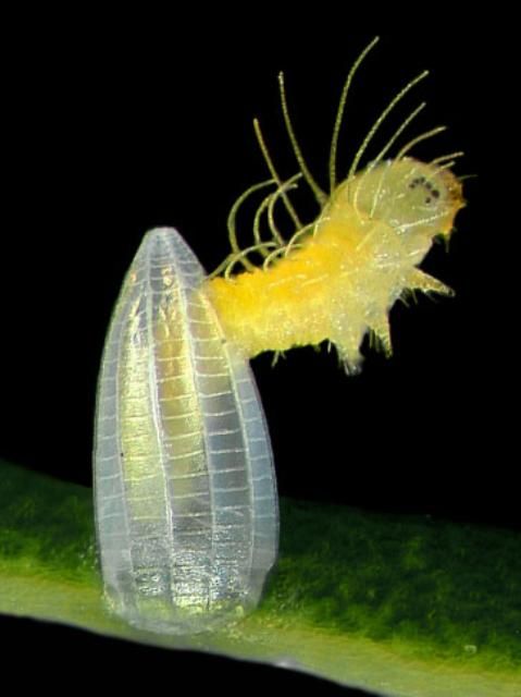 Figure 8. First instar larva of the cloudless sulphur, Phoebis sennae (Linnaeus), emerging from egg.