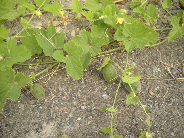 Creeping cucumber (Melothria pendula).