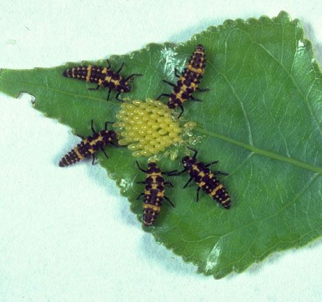 Figure 16. Larvae of the convergent lady beetle, Hippodamia convergens Guérin-Méneville, feeding on eggs of the cottonwood leaf beetle, Chrysomela scripta Fabricius.